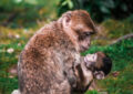 Monos