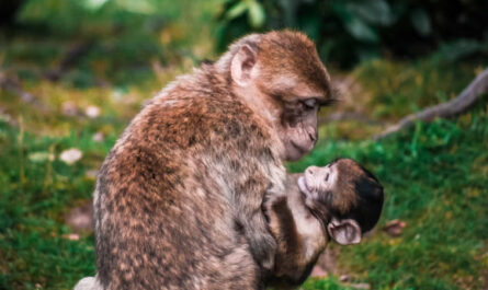Monos