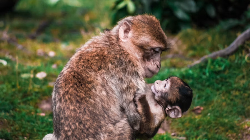 Monos