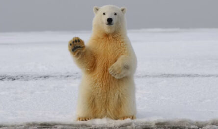 Oso polar